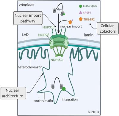 Towards a Functional Cure of HIV-1: Insight Into the Chromatin Landscape of the Provirus